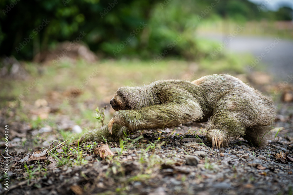 Fototapeta premium Sloth arriving at the edge of a tropical highway
