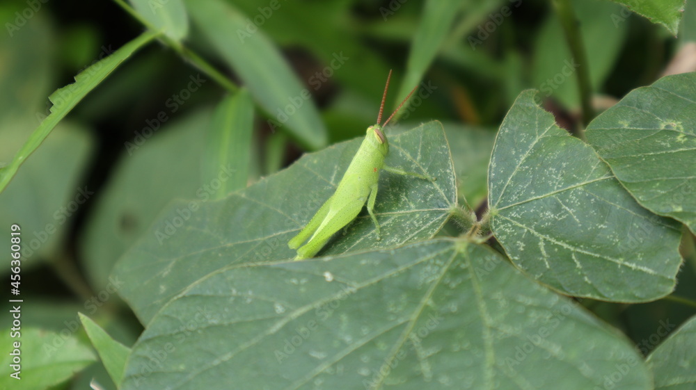 Close up of a green grasshopper sitting top of a wild leaflet Close up of a green grasshopper sitting top of a wild leaflet
