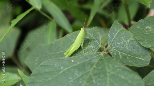 Close up of a green grasshopper sitting top of a wild leaflet