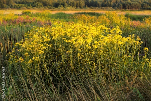 field of yellow dandelions