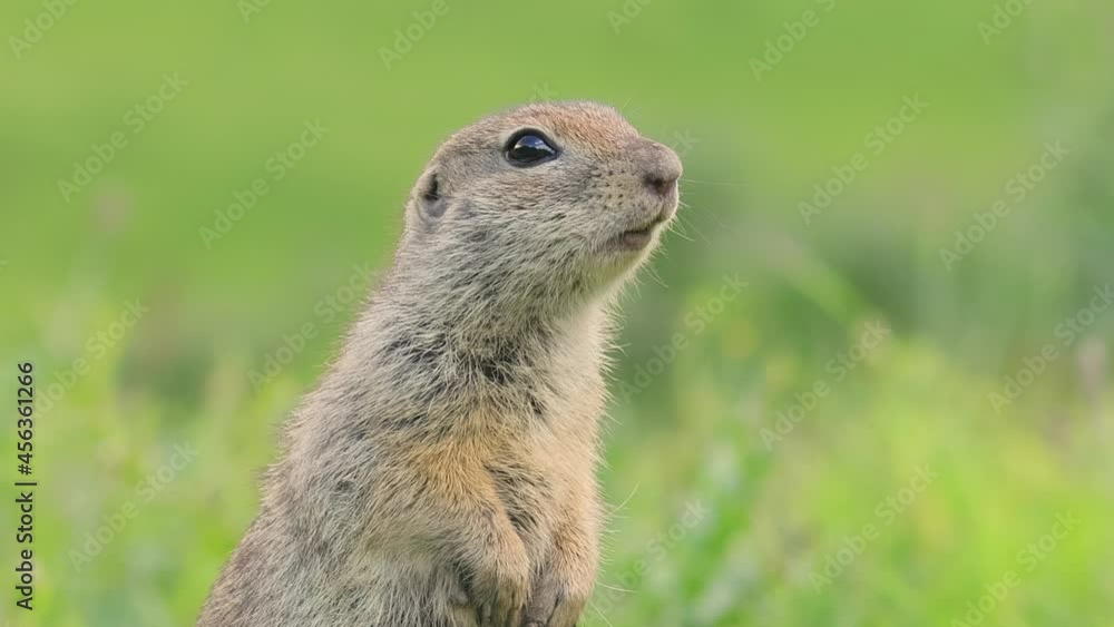 Mountain Caucasian ground squirrel or Elbrus ground squirrel (Spermophilus musicus) is a rodent of the genus of ground squirrels. Mountain Caucasian ground squirrel or Elbrus ground squirrel (Spermophilus musicus) is a rodent of the genus of ground squirrels.