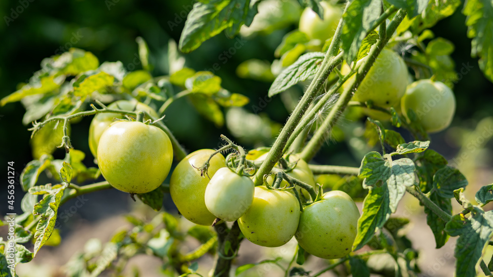 Green tomatoes on the bush. Growing green tomatoes, ripening on a branch in garden. Organic farming. Agriculture concept