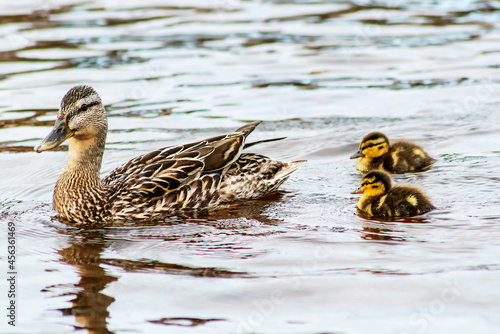 Mallard and little fluffy ducklings swim on the water surface. 