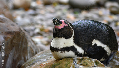 Fototapeta Naklejka Na Ścianę i Meble -  close up of a penguin
