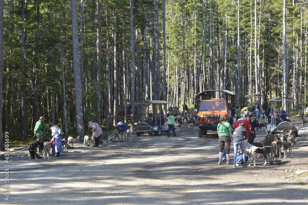 custom made wallpaper toronto digitalSLED DOG SAFARI IN ALASKA, it is  VERY enjoyful.     