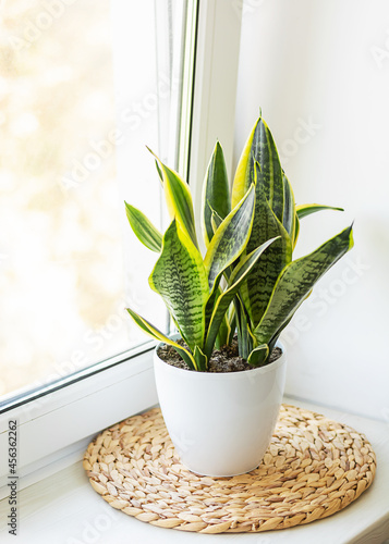 Mother-in-law's tongue in a white pot on the windowsill. Indoor plants, sansivieria trifasciata