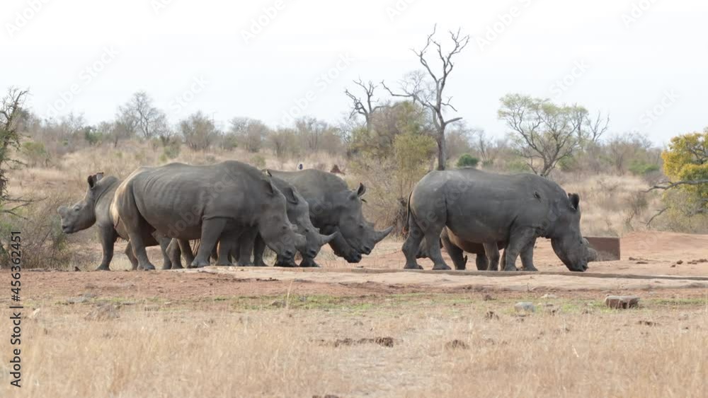 a Big crash of white rhino in the wild a Big crash of white rhino in the wild