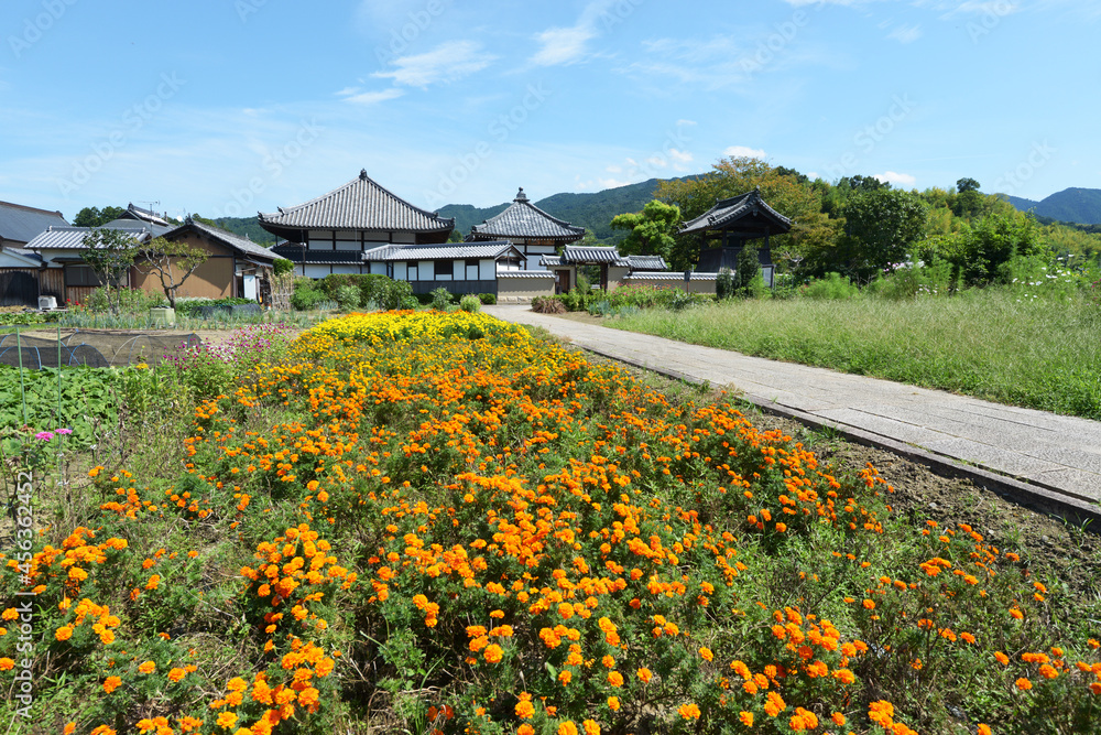 Obraz premium 飛鳥寺 西からの外景 奈良県明日香村