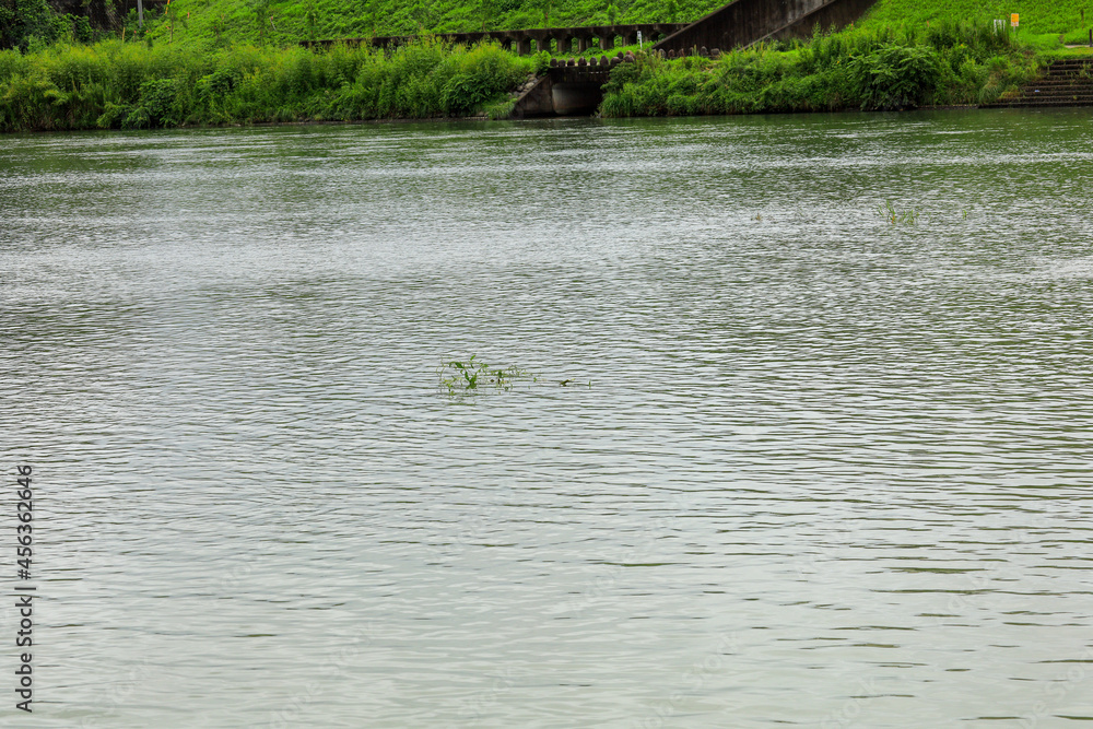 Fototapeta premium rice field