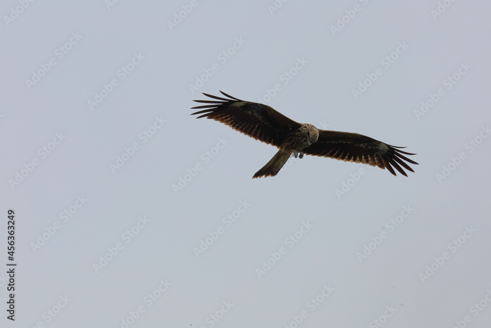 Fototapeta premium osprey in flight