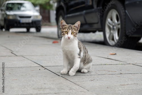 Fototapeta Naklejka Na Ścianę i Meble -  A small stray kitten standing in the middle of the street. Homeless animals on the city streets