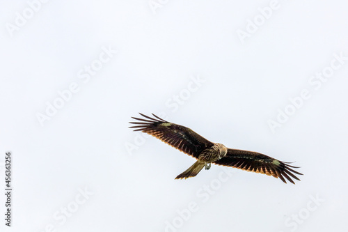 eagle in flight © 典成 遠山