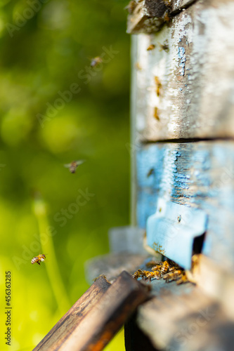 Bees flying around beehive. Honey bees swarming and flying around their beehive. Beekeeping concept. Selective focus