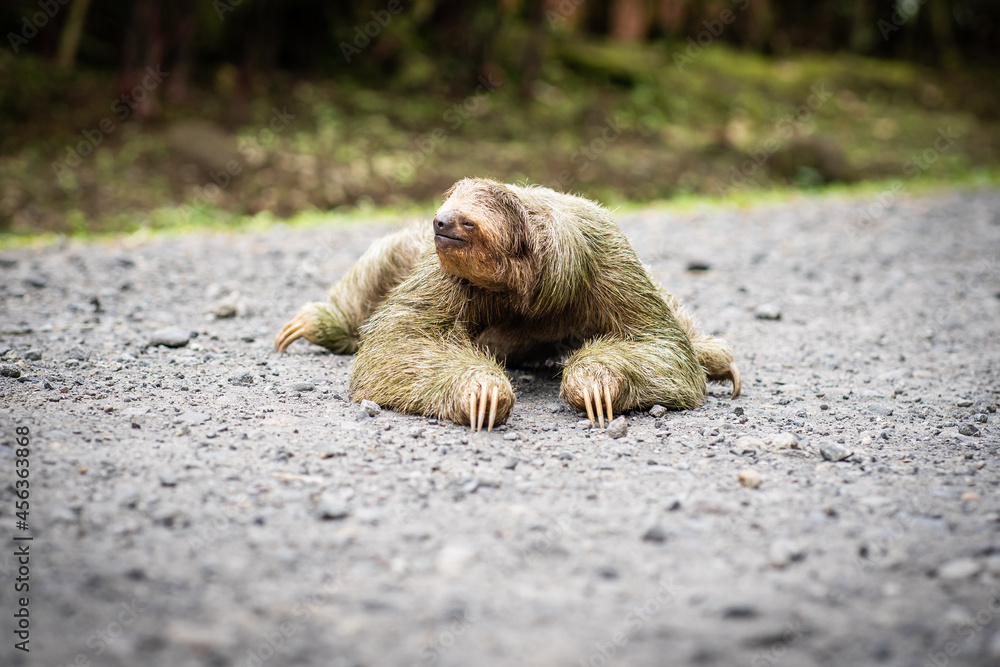 Fototapeta premium Selective focus on a sloth crossing a tropical road