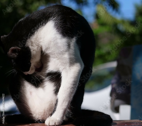 Un chat de Mayotte se lèche les poils photo