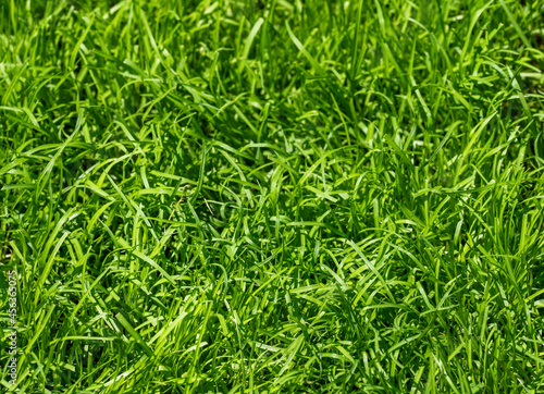 Kikuyu, a very robust type of lawn. Photographed in South Africa.