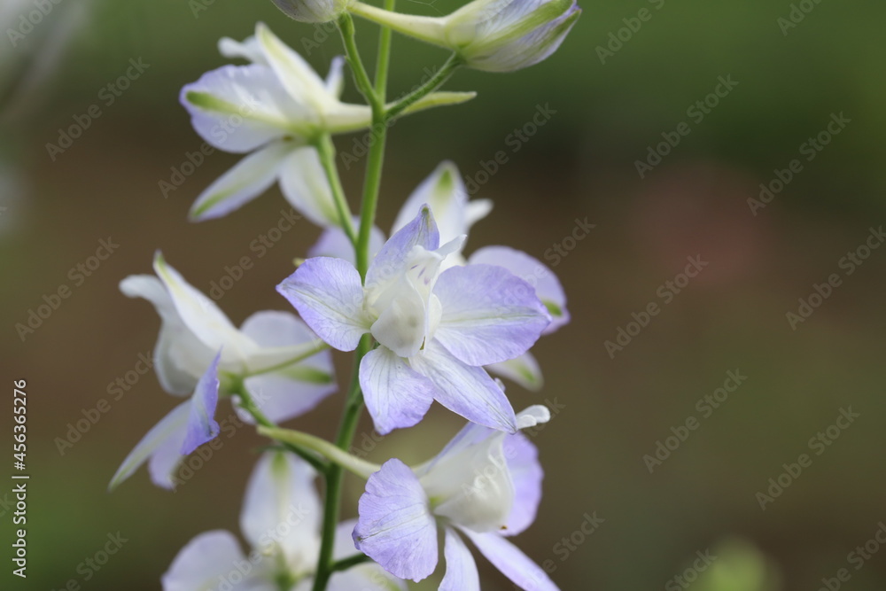 Obraz premium 初夏の庭に咲くチドリソウの薄紫色の花