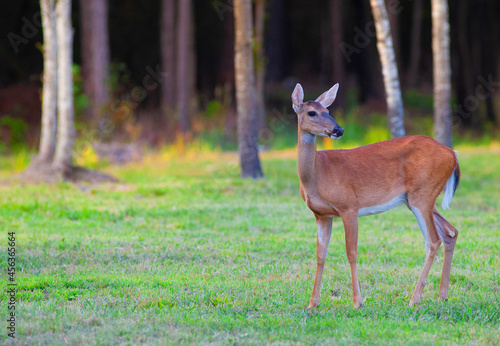 Photo Deer with dusk light in the forest behind