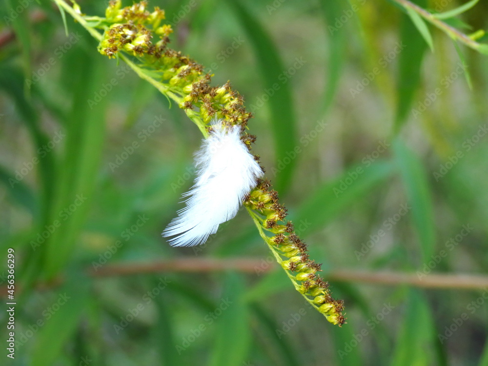 Naklejka premium feather