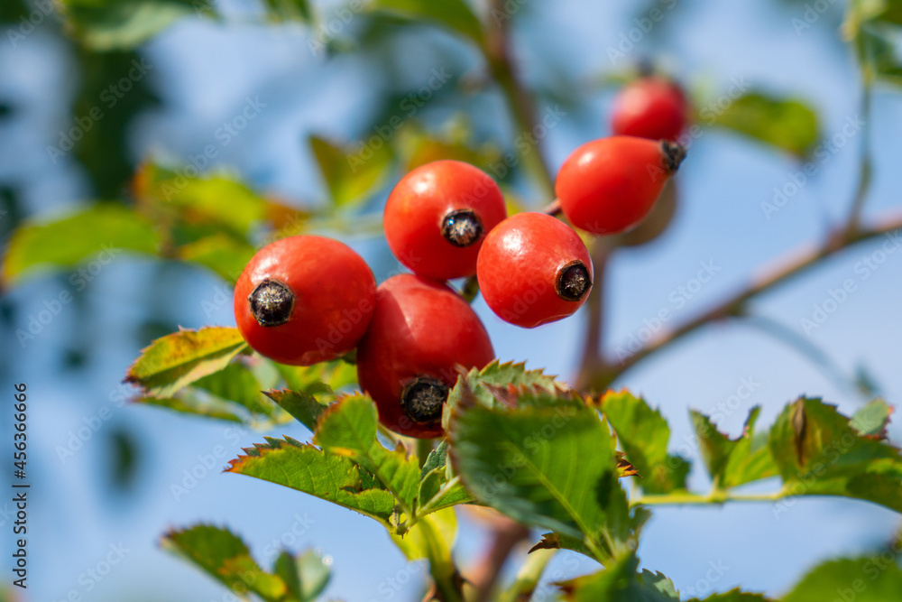 Close up image of a wild Dog rose showing the bright red hips. The rose hip or rosehip, also called rose haw and rose hep, is the accessory fruit of the rose plant. Close up image of a wild Dog rose showing the bright red hips. The rose hip or rosehip, also called rose haw and rose hep, is the accessory fruit of the rose plant.