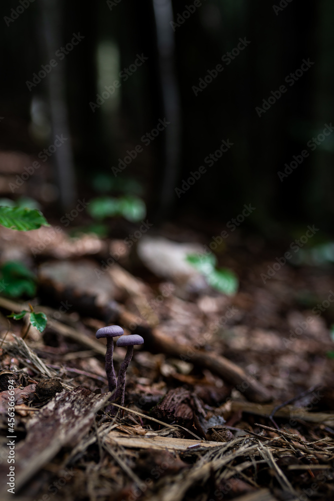 Obraz premium wild growing poisonous mushrooms in the forest. Closeup.