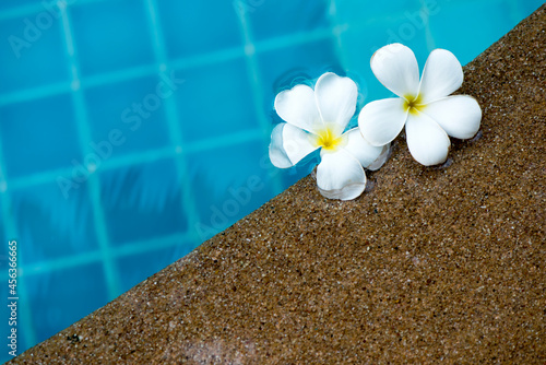 Plumeria flower on nature background.