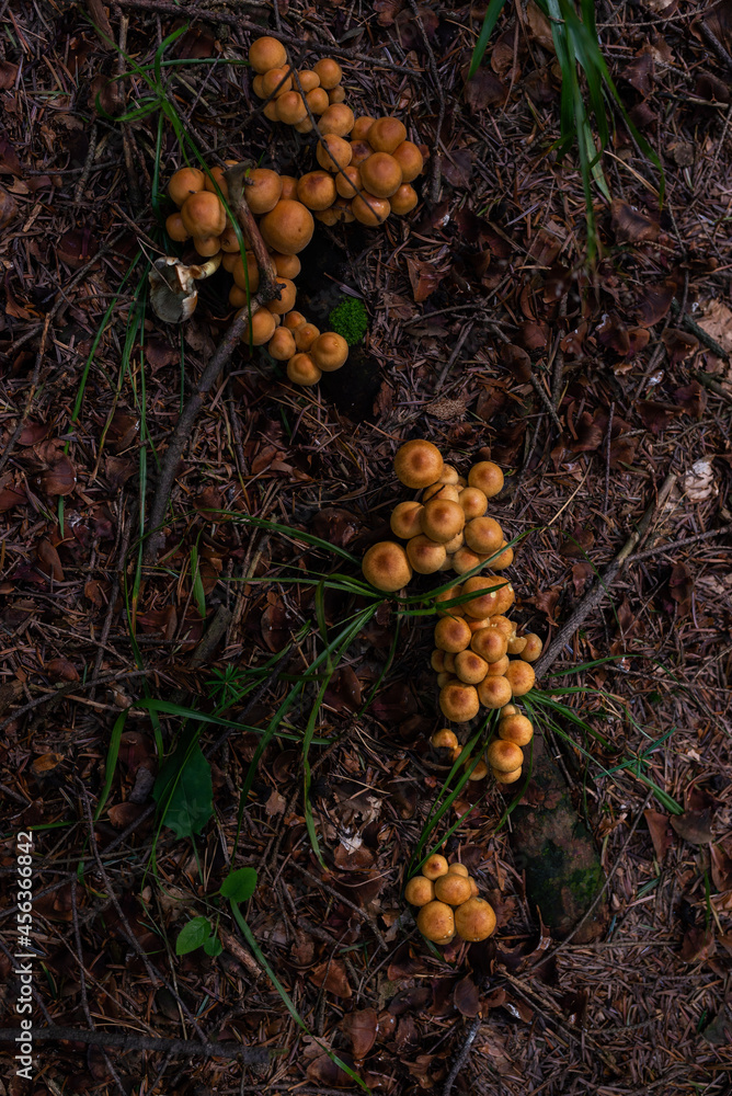 wild growing poisonous mushrooms in the forest. Closeup. wild growing poisonous mushrooms in the forest. Closeup.
