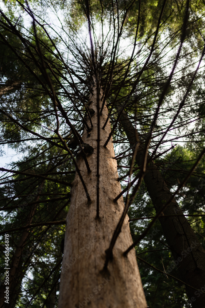 Naklejka premium Pine tree without bark. Sick tree in the forest.
