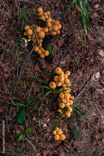 wild growing poisonous mushrooms in the forest. Closeup.