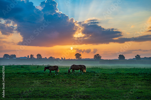 Horses in pasture at dawn