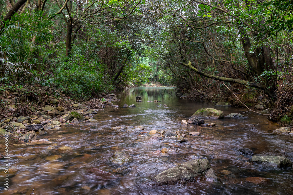 The stream in the primeval forest is very flat and clear The stream in the primeval forest is very flat and clear