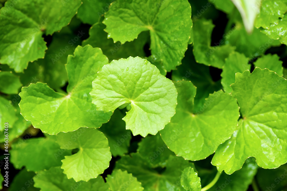Gotu kola or centella asiatica leaves on nature background. top view,flat lay. Gotu kola or centella asiatica leaves on nature background. top view,flat lay.