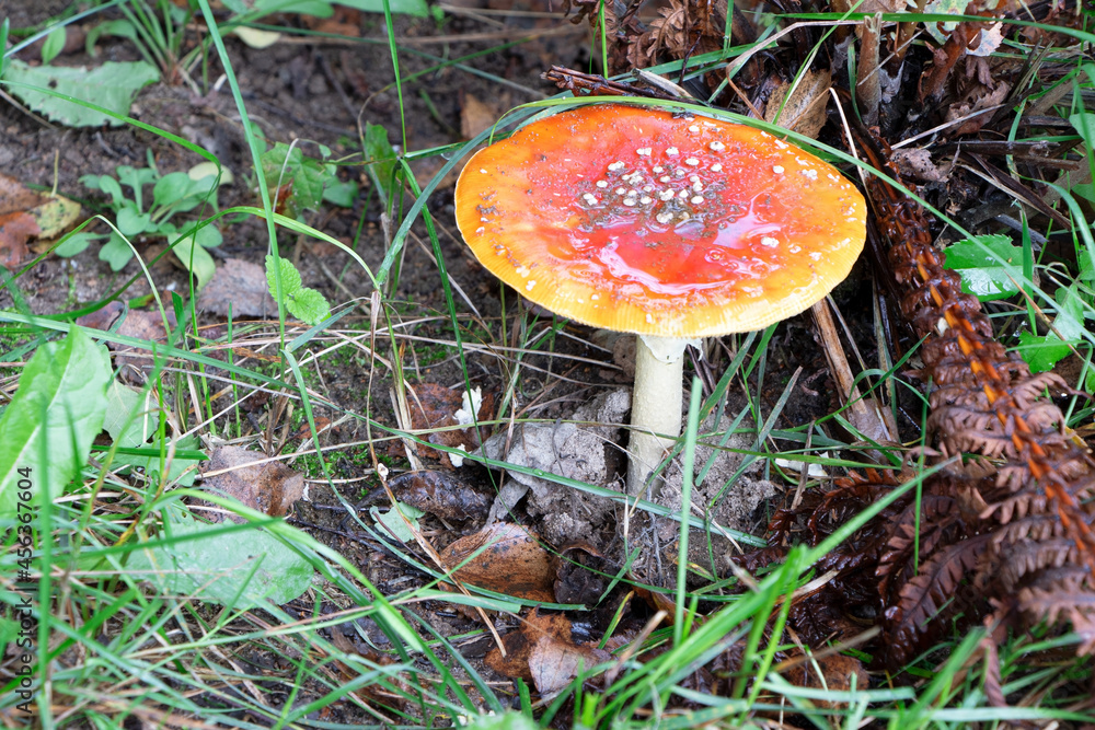 Amanita muscaria. Poisonous mushroom in nature. Fly agaric in forest Amanita muscaria. Poisonous mushroom in nature. Fly agaric in forest