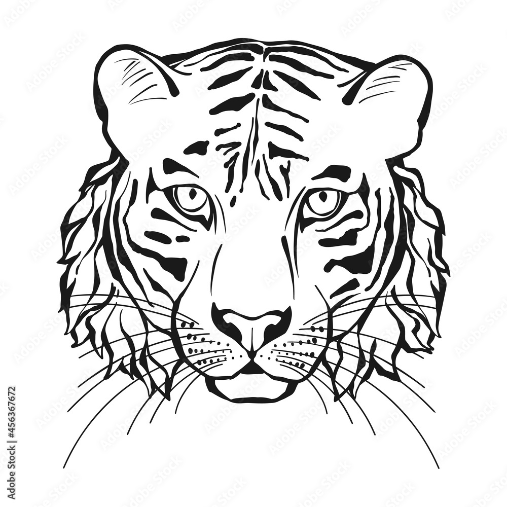 Tiger head. Line art. Vector isolated illustration on white. Hand drawn sketch. Monochrome.