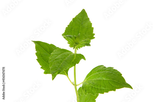 Foto Siam weed or Chromolaena odorata on nature background.