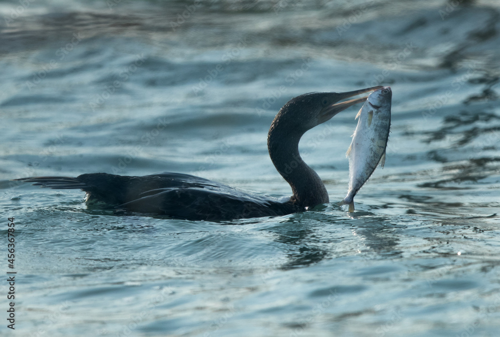 Obraz premium Socotra cormorant with a fish catch at Busaiteen coast, Bahrain