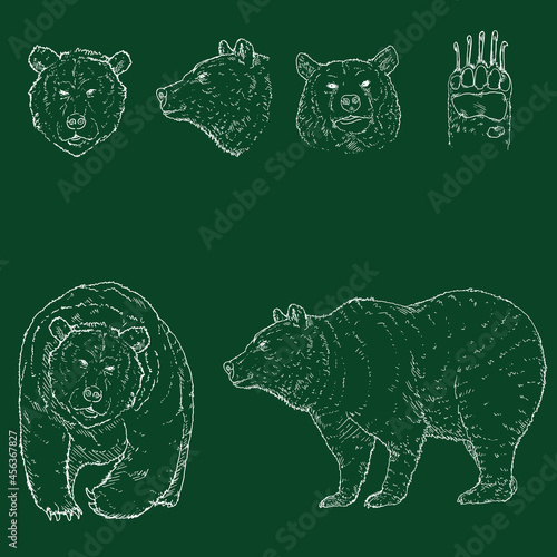 Vector Chalk Sketch Bear Illuistrations photo