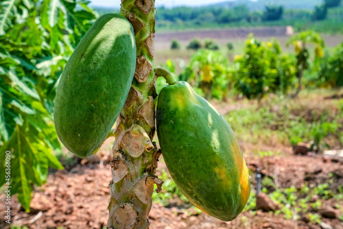 Papaya farm at Dien Khanh ward, Khanh Hoa province, Vietnam
