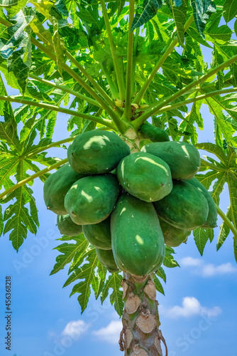 Papaya farm at Dien Khanh ward, Khanh Hoa province, Vietnam