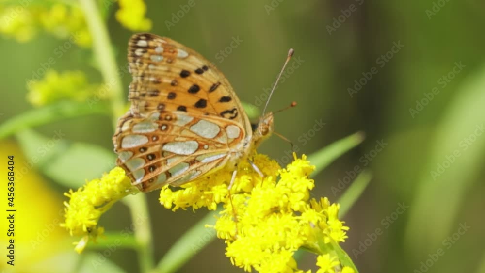 Butterfly Queen of Spain fritillary (Issoria lathonia) is a butterfly of the family Nymphalidae. These butterflies live in open areas, in dry lawns, agricultural wastelands and in extensive crops. Butterfly Queen of Spain fritillary (Issoria lathonia) is a butterfly of the family Nymphalidae. These butterflies live in open areas, in dry lawns, agricultural wastelands and in extensive crops.