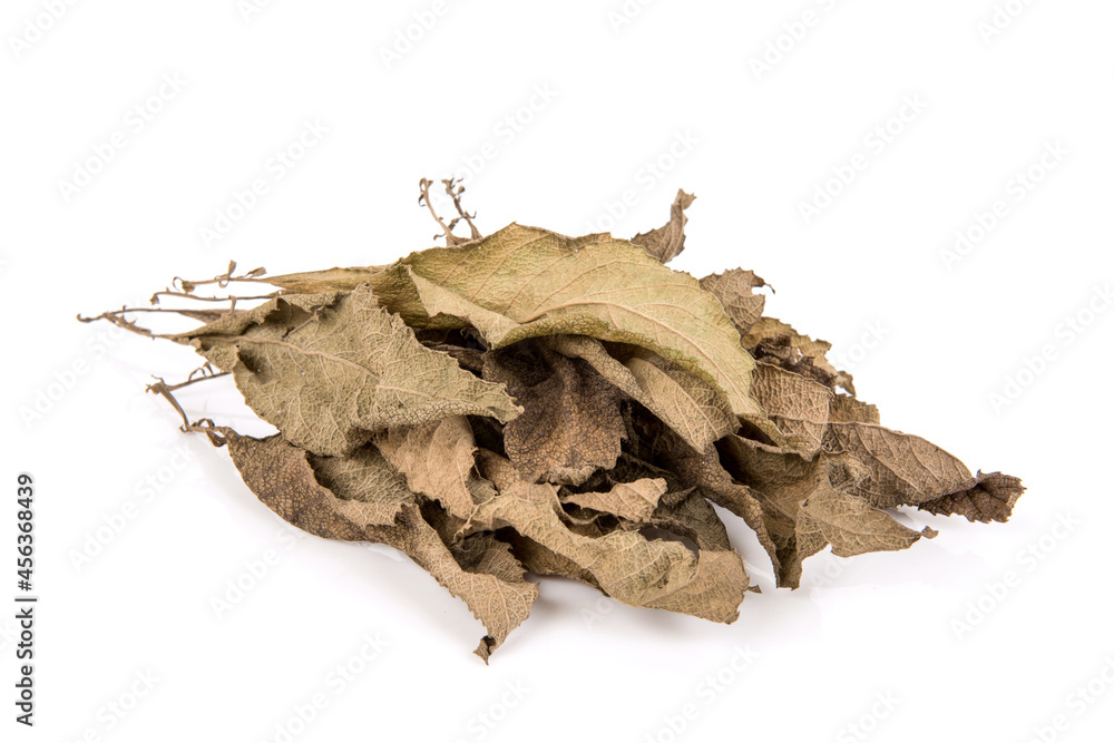 Dried ngai camphor tree green leaves isolated on white background.