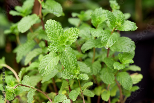 Kitchen mint, marsh mint or melissa officinalis green leaves on nature background.