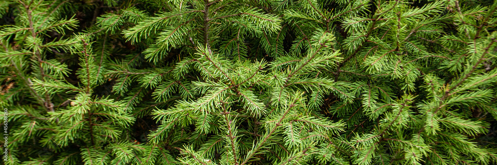 Spruce branches for background and wallpaper Spruce branches for background and wallpaper