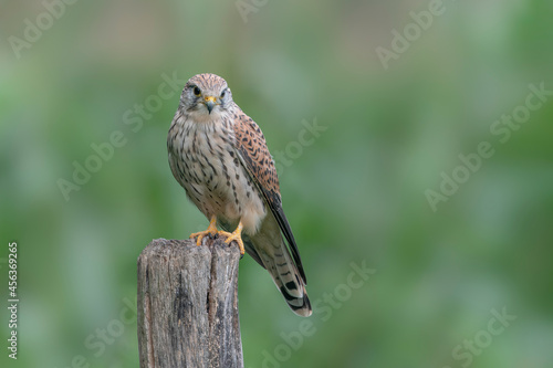  Female Common Kestrel (Falco tinnunculus) on a fence post. Gelderland in the Netherlands. Bokeh background. Front view. 