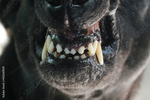 The teeth of the black dog baring its fangs. © subinpumsom