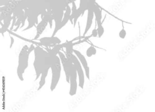 Wallpaper Mural Olive branch with leaves. Blurred shadow. Natural soft effect. Realistic Grey shadow. Design element.  Torontodigital.ca