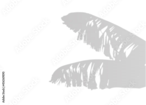 Banana palm leaf. Blurred shadow. Natural soft effect. light gray silhouette.