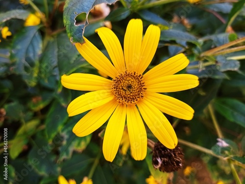 Piękny żółty kwiat słonecznika w zielonym tle 