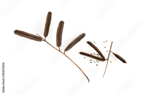 Dried acapula branch fruits isolated on white surface.top view,flat lay. photo