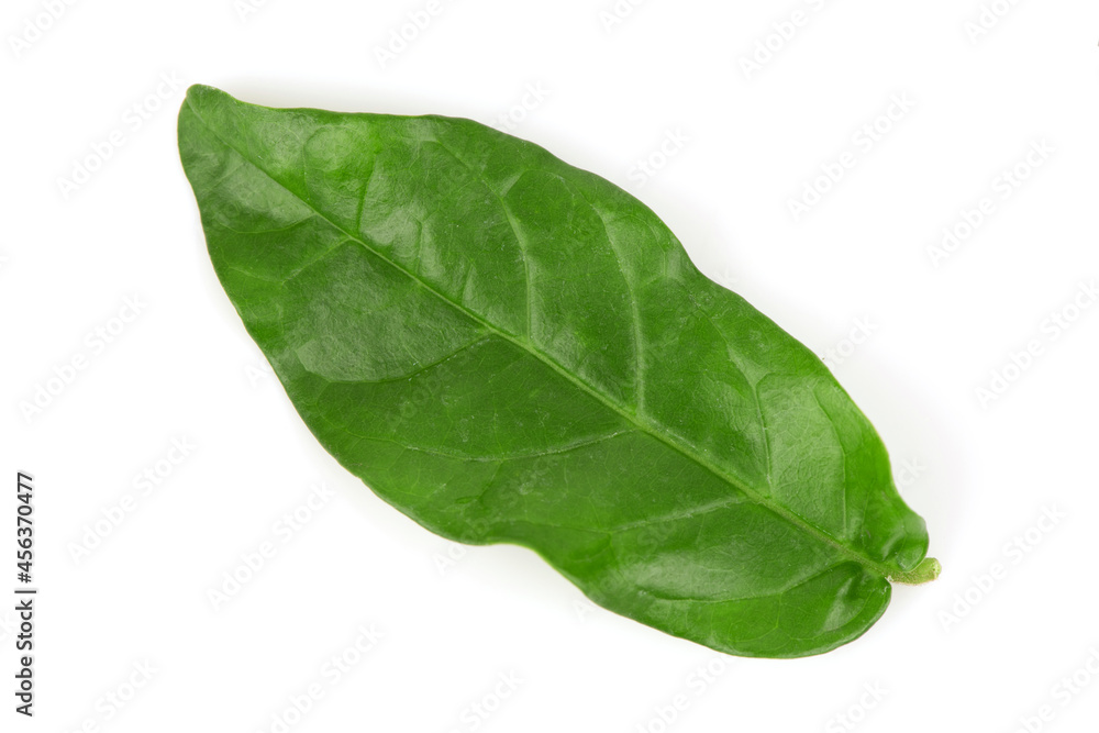 Jasmine green leaves isolated on white background.top view,flat lay. Jasmine green leaves isolated on white background.top view,flat lay.